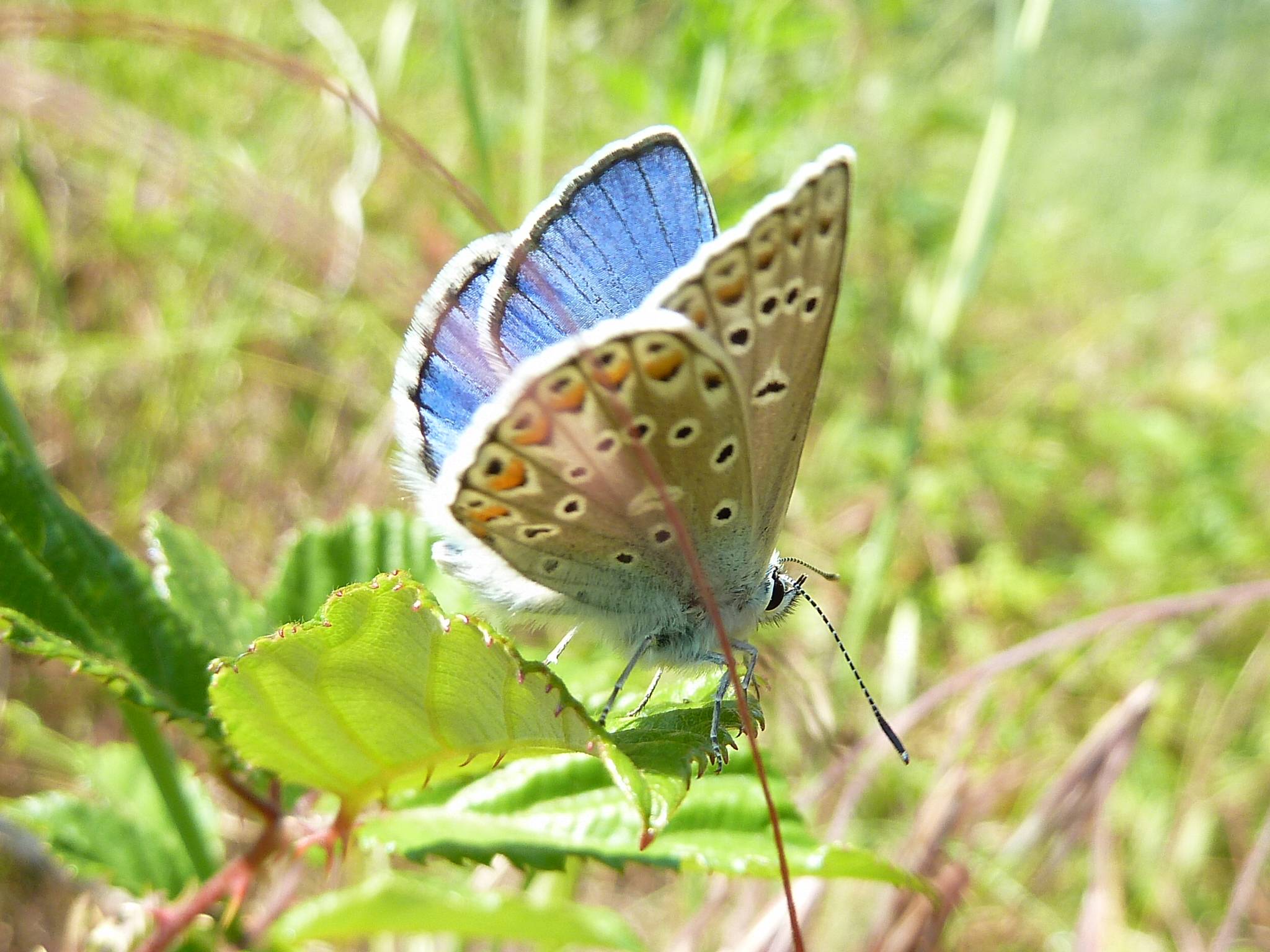 Polyommatus (Polyommatus) thersites